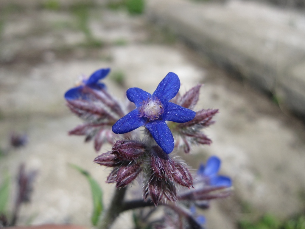 Anchusa azurea / Buglossa azzurra